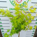 Javor dlaňolistý (Acer palmatum) ‘ORANGE DREAM’ - výška 100-120 cm, kont. C4L - NA KMIENKU